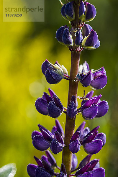 Lupinenpflanze steht hoch in einem Garten; Astoria  Oregon  Vereinigte Staaten von Amerika'.