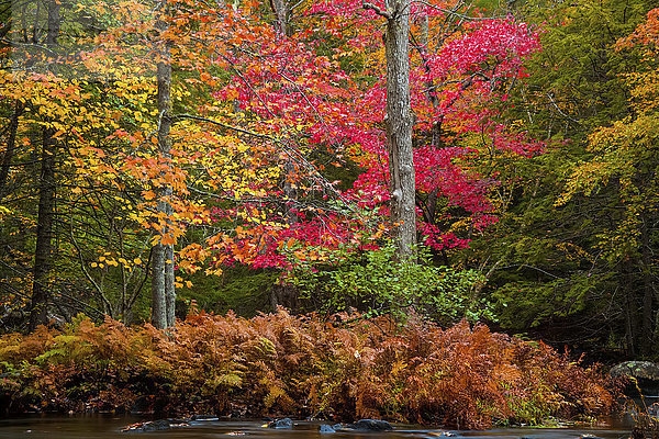 Herbstfarben entlang des Rawdon River  in der Nähe von Wellington; Nova Scotia  Kanada'.