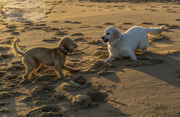 Zwei Hunde spielen in der Abenddämmerung am Strand im Sand; South Sheilds  Tyne and Wear  England'.