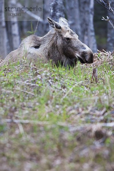 Elchkuh (alces alces) in einem Wald; Homer  Alaska  Vereinigte Staaten von Amerika'.