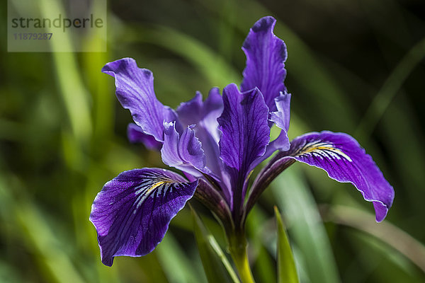 Oregon Iris (Iris tenax) wächst gut in der Natur oder im Garten; Astoria  Oregon  Vereinigte Staaten von Amerika'.