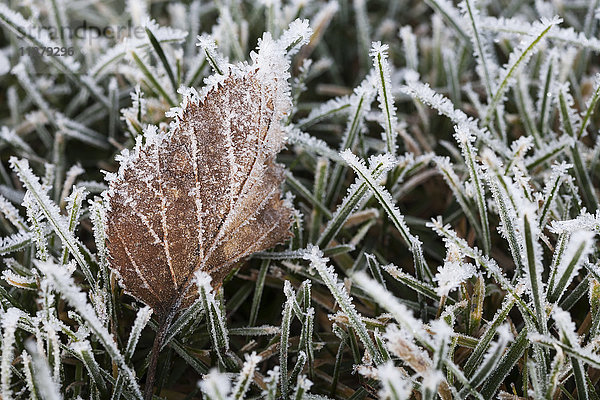 Ein braunes  mit Frost bedecktes Blatt  das im frostigen Gras liegt; Alaska  Vereinigte Staaten von Amerika'.