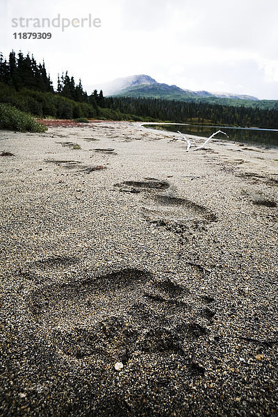 Bärentatzenabdrücke im Sand am Strand des Iliamna Lake; Alaska  Vereinigte Staaten von Amerika'.