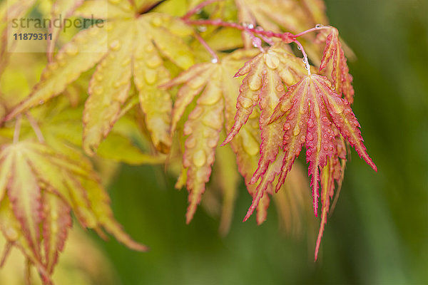 Regen fällt auf Blätter des Japanischen Ahorns (Acer palmatum) in Herbstfarben; Astoria  Oregon  Vereinigte Staaten von Amerika'.