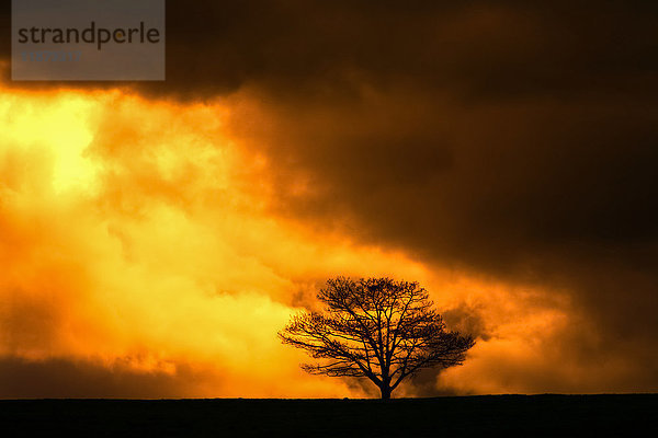 Eichenbaum inmitten goldener und schwarzer Gewitterwolken; Milford  Nova Scotia  Kanada