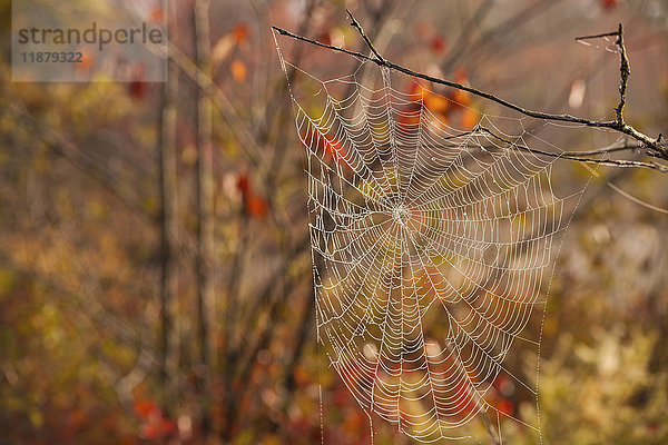 Spinnennetz in einem Baum im Herbst  in der Nähe von Lakeview; Nova Scotia  Kanada'.