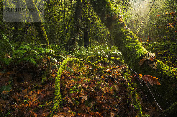 Der wunderschöne Regenwald des Goldstream Provincial Park; British Columbia  Kanada'.