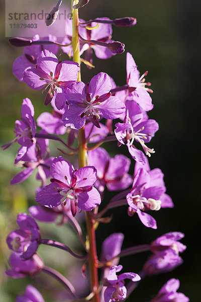 Nahaufnahme von Fireweed (Chamaenerion angustifolium); Alaska  Vereinigte Staaten von Amerika'.