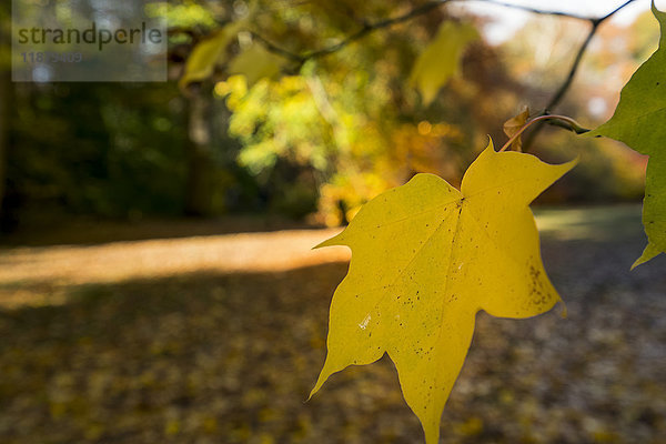 Ein leuchtend gelbes Blatt am Ende eines Astes im Herbst; Yorkshire  England'.