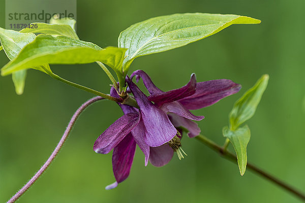 Akelei (Aquilegia) und Hartriegel (Cornus) wachsen zusammen; Astoria  Oregon  Vereinigte Staaten von Amerika'.