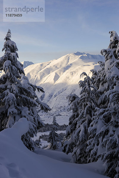 Schneebedeckte Kiefern und Bergkette im Winter; Alaska  Vereinigte Staaten von Amerika'.