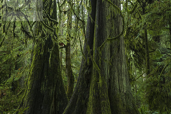 Der üppige Regenwald von Cathedral Grove  MacMillan Provincial Park  Vancouver Island; British Columbia  Kanada'.