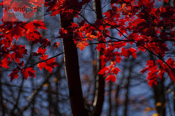 Rote Ahornblätter in ihrer schönsten Färbung; Nova Scotia  Kanada'.