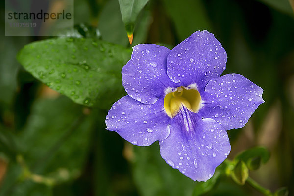 Nahaufnahme einer blühenden Blume in den Victoria Butterfly Gardens; Victoria. British Columbia  Kanada'.