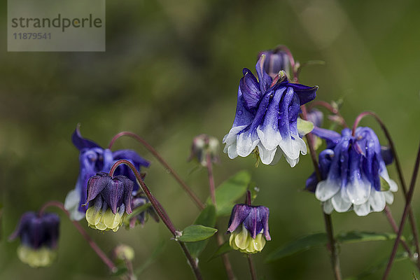 Akelei (Aquilegia)  auch als Oma-Haube bekannt  in Blüte; Astoria  Oregon  Vereinigte Staaten von Amerika'.