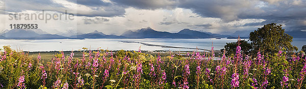 Panorama des blühenden Feuerkrauts (Chamaenerion angustifolium) im Vordergrund mit Homer Spit  Kachemak Bay und den Kenai Mountains im Hintergrund; Homer  Alaska  Vereinigte Staaten von Amerika'.