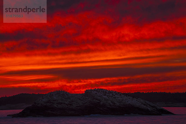 Ein glutroter Himmel bei Sonnenuntergang zeichnet die Silhouette von Hunderten von Commorant-Seevögeln auf einer felsigen Insel  gesehen vom High Head Trail; Prospect  Nova Scotia  Kanada'.