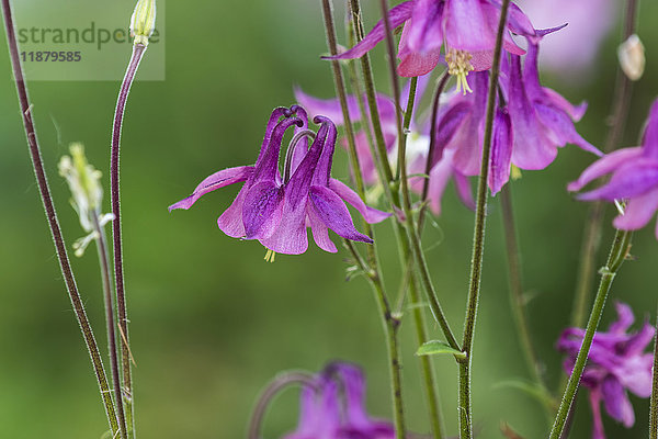 Akelei (Aquilegia) bringt Begeisterung in einen Garten; Astoria  Oregon  Vereinigte Staaten von Amerika'.