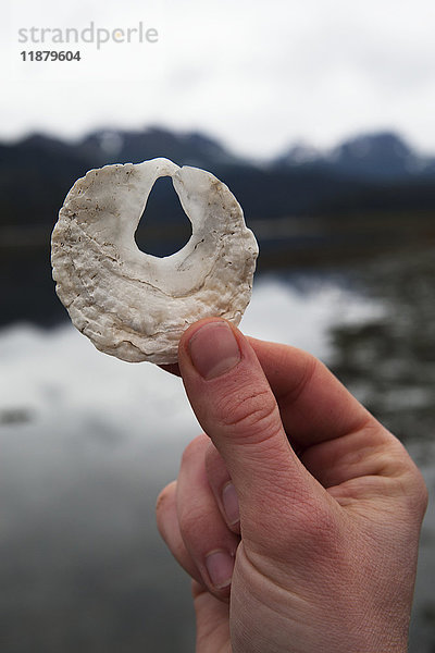 Eine Hand hält eine einzigartige weiße Muschel mit einem Loch in der Mitte am Rande des Wassers; Alaska  Vereinigte Staaten von Amerika'.