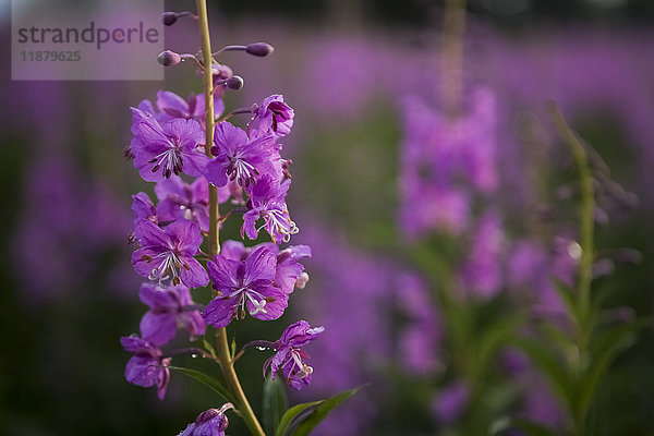 Fireweed (Chamaenerion angustifolium); Alaska  Vereinigte Staaten von Amerika'.