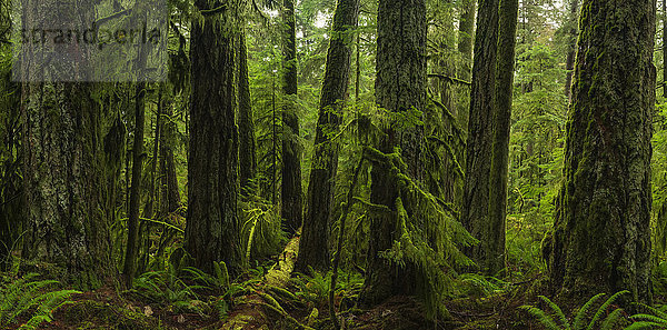 Der üppige Regenwald von Cathedral Grove  MacMillan Provincial Park  Vancouver Island; British Columbia  Kanada'.