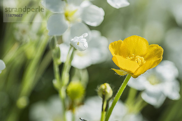 Ein Hahnenfuß (Ranunculus) wächst inmitten der Vogelmiere (Stellaria media); Astoria  Oregon  Vereinigte Staaten von Amerika'.