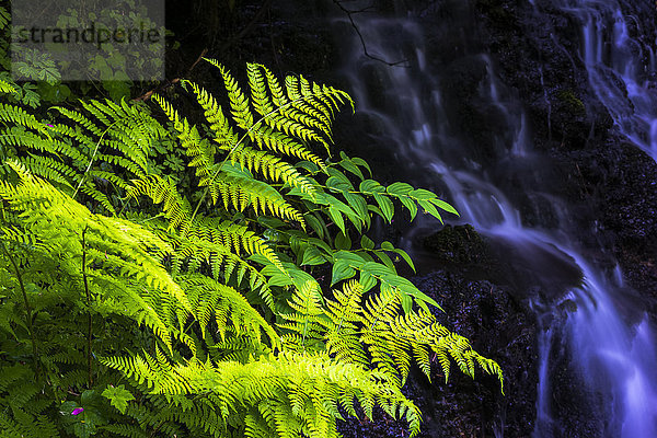 Pflanzen wachsen neben einem kleinen Bach im Silver Falls State Park; Silverton  Oregon  Vereinigte Staaten von Amerika'.