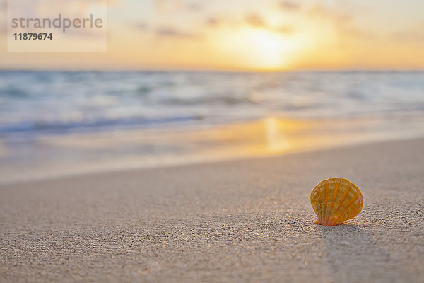 Eine seltene gelb-orangefarbene Hawaiianische Sonnenaufgangs-Muschel  auch bekannt als Pecten Langfordi  im Sand am Strand bei Sonnenaufgang; Honolulu  Oahu  Hawaii  Vereinigte Staaten von Amerika'.