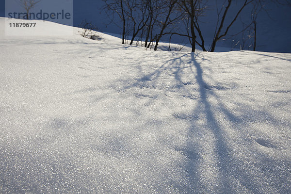 Laublose Bäume werfen Schatten auf den Schnee mit blauem Himmel; Alaska  Vereinigte Staaten von Amerika'.
