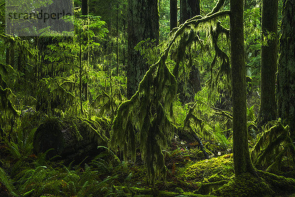 Der üppige Regenwald von Cathedral Grove  MacMillan Provincial Park  Vancouver Island; British Columbia  Kanada'.