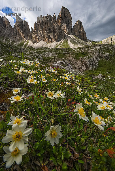 Wildblumen in den italienischen Dolomiten bei Einbruch der Dunkelheit; Cortina  Italien
