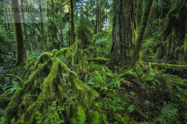 Der üppige Regenwald von Cathedral Grove  MacMillan Provincial Park  Vancouver Island; British Columbia  Kanada'.