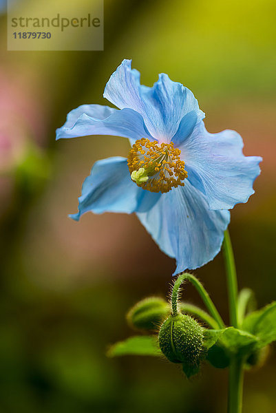 Nahaufnahme einer blau blühenden Blume in den Butchart Gardens; Victoria  British Columbia  Kanada'.