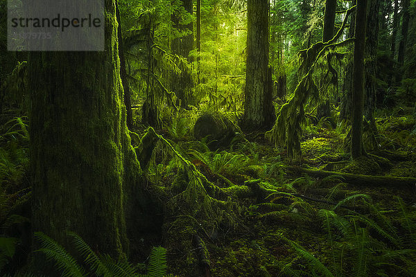 Der üppige Regenwald von Cathedral Grove  MacMillan Provincial Park  Vancouver Island; British Columbia  Kanada'.