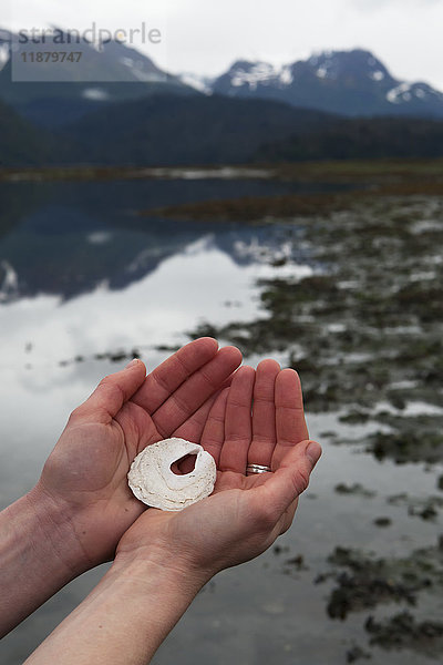 Hand  die eine einzigartige weiße Muschel mit einem Loch in der Mitte am Rande des Wassers hält; Alaska  Vereinigte Staaten von Amerika