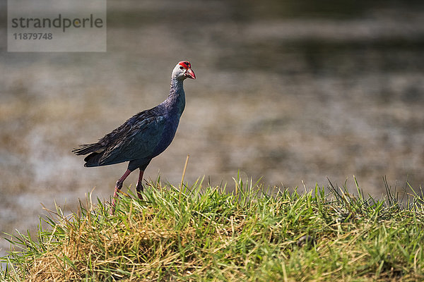 Purpurhuhn (Porphyrio poliocephalus) im Profil am grasbewachsenen Ufer; Chandrapur  Maharashtra  Indien'.