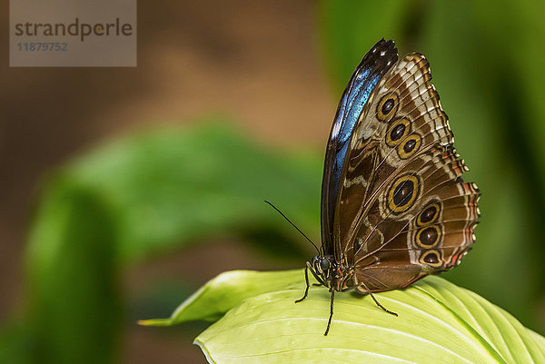 Nahaufnahme eines Schmetterlings  der sich auf einer Pflanze in den Victoria Butterfly Gardens ausruht; Victoria  British Columbia  Kanada .