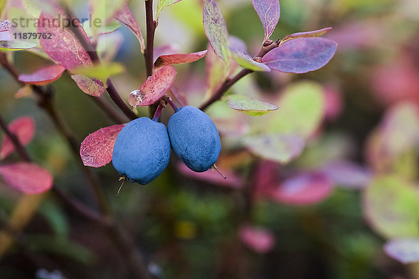 Nahaufnahme von Blaubeeren auf einer Lowbush-Heidelbeerpflanze (Vaccinium angustifolium); Alaska  Vereinigte Staaten von Amerika'.