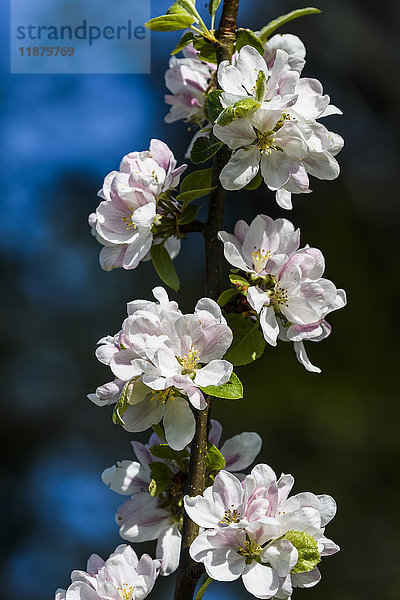 Ein Apfelbaum blüht im Frühling; Astoria  Oregon  Vereinigte Staaten von Amerika'.