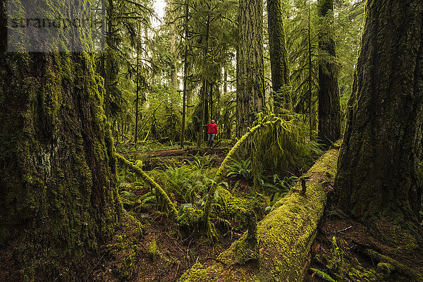 Ein Tourist im üppigen Regenwald von Cathedral Grove  MacMillan Provincial Park  Vancouver Island; British Columbia  Kanada'.