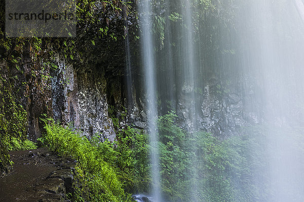 Pflanzen wachsen hinter einem Nebelschleier im Silver Falls State Park; Silverton  Oregon  Vereinigte Staaten von Amerika'.