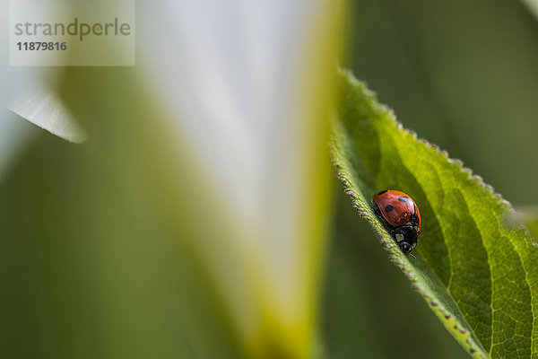 Marienkäfer (Coccinellidae) auf einem Blatt sitzend; Astoria  Oregon  Vereinigte Staaten von Amerika'.