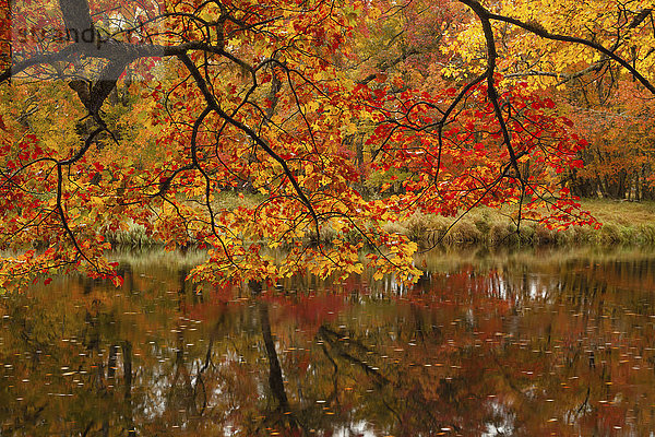 Herbstfarben entlang des Mersey River im Kejimkujik National Park; Nova Scotia  Kanada'.