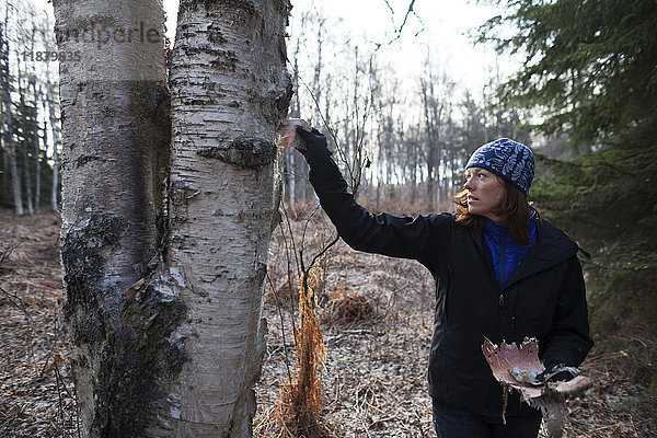 Eine Frau schält Rinde von einer Birke in einem Wald  Kenai-Halbinsel; Alaska  Vereinigte Staaten von Amerika'.