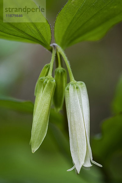 Smiths Fairy Bells (Disporum) wachsen wild in den Wäldern von Oregon; Astoria  Oregon  Vereinigte Staaten von Amerika'.