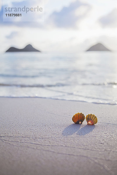 Ein Satz von zwei seltenen hawaiianischen Sonnenaufgangs-Muscheln  auch bekannt als Pecten Langfordi  im Sand am Lanikai-Strand  mit den Mokulua-Inseln im Hintergrund; Honolulu  Oahu  Hawaii  Vereinigte Staaten von Amerika'.