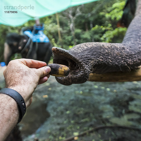 Die Hand eines Mannes beim Füttern eines Elefanten  Na Muang Safari Park; Koh Samu  Chang Wat Surat Thani  Thailand'.