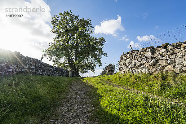Schotterwege zwischen zwei Steinmauern  die zu einem Baum unter einem blauen Himmel mit Wolken führen; North Yorkshire  England