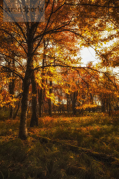 Waldwiese in leuchtenden Herbstfarben in der Nähe des Überschwemmungsgebiets des Mersey River  Kejimkujik National Park; Nova Scotia  Kanada'.