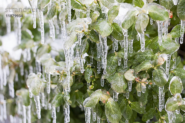 Mit Eis und Eiszapfen bedeckte Pflanzenblätter; Ontario  Kanada'.